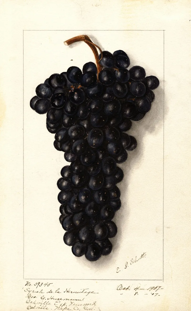 Vitis Syrah De La Hermitage Wall Art by Ellen Isham Schutt - High-Resolution Digital Print