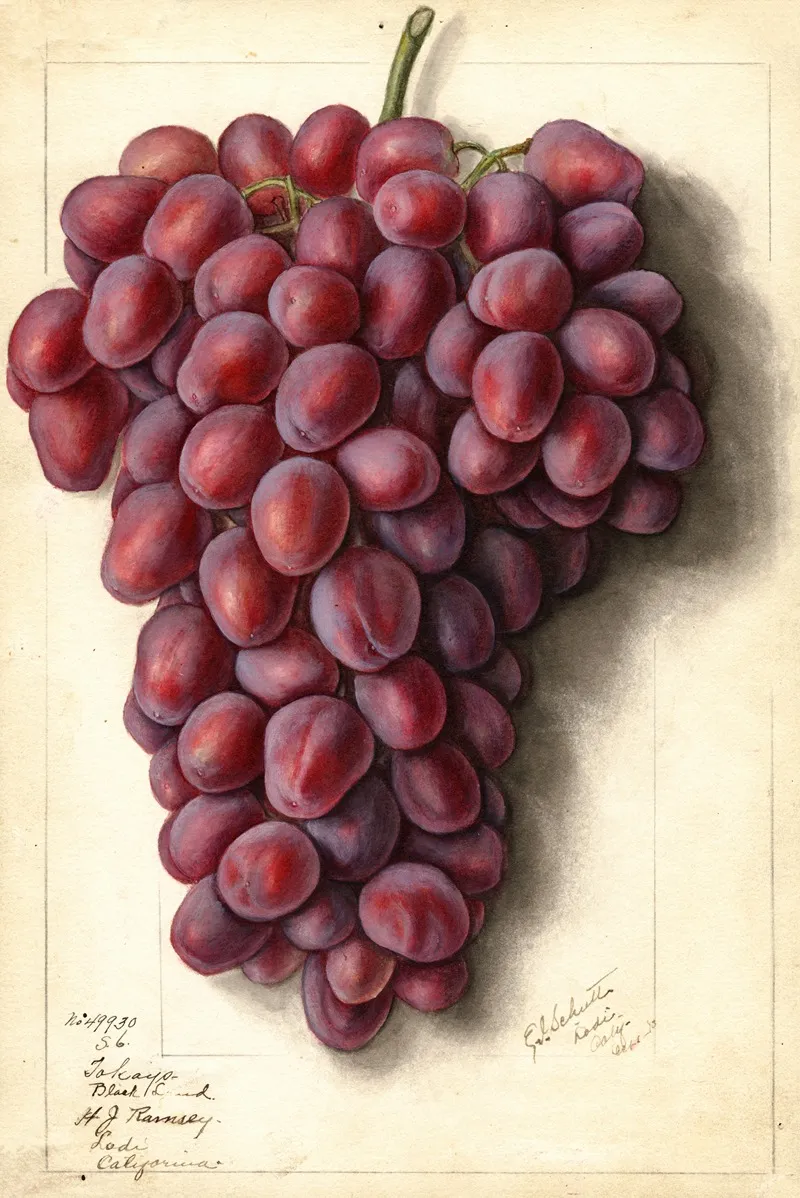 Vitis Takayo Black Land Wall Art by Ellen Isham Schutt - High-Resolution Digital Print