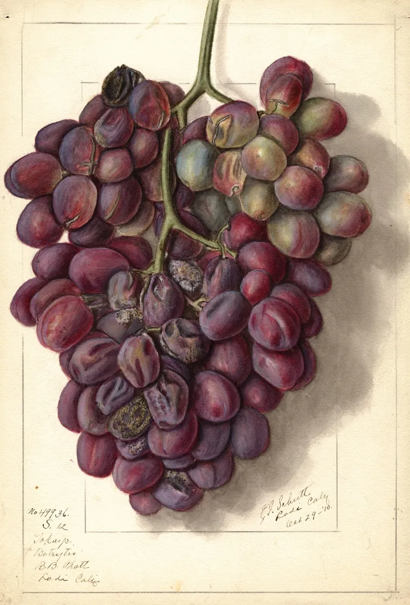 Vitis Takayo Wall Art by Ellen Isham Schutt - High-Resolution Digital Print