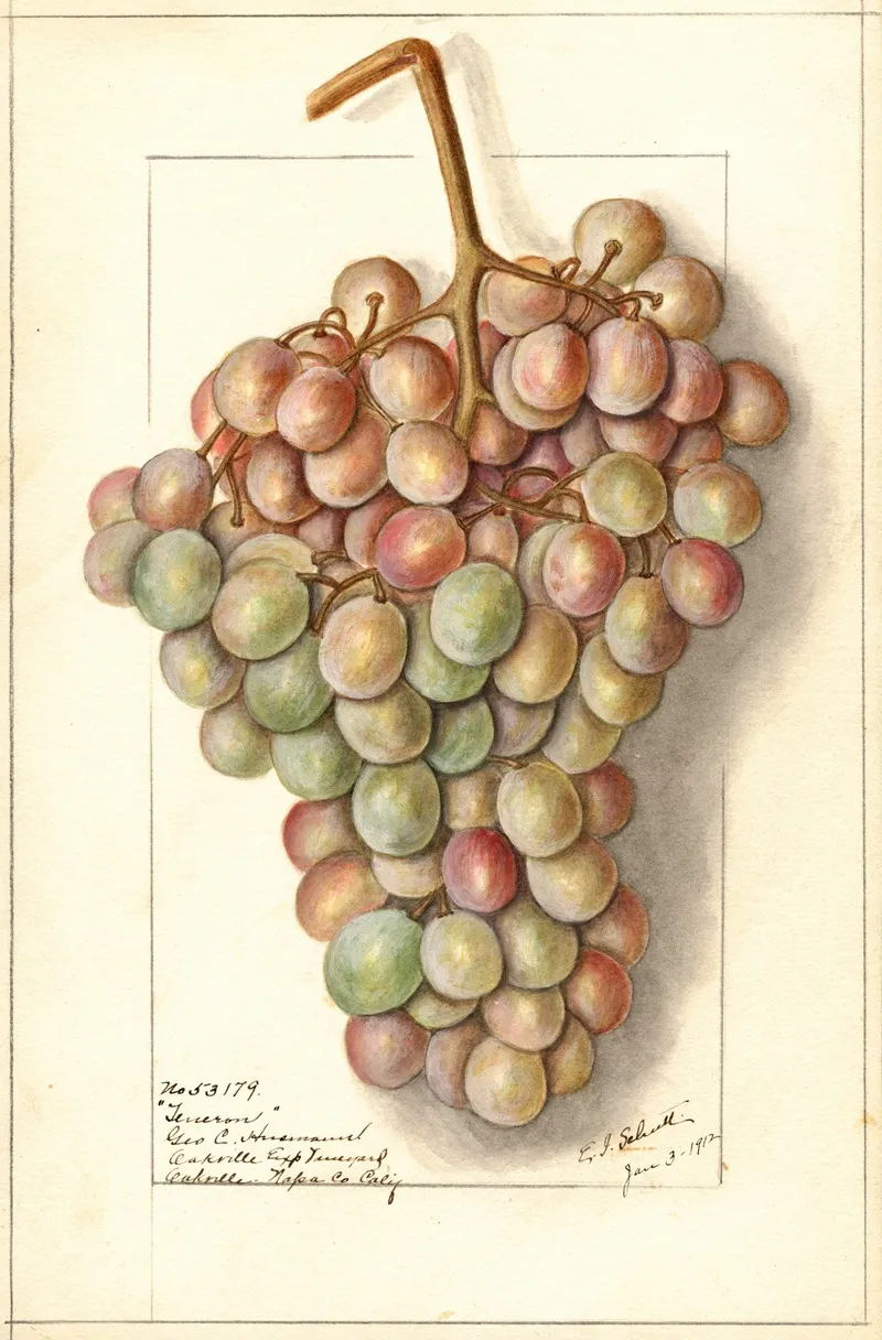 Vitis Teneron Wall Art by Ellen Isham Schutt - High-Resolution Digital Print
