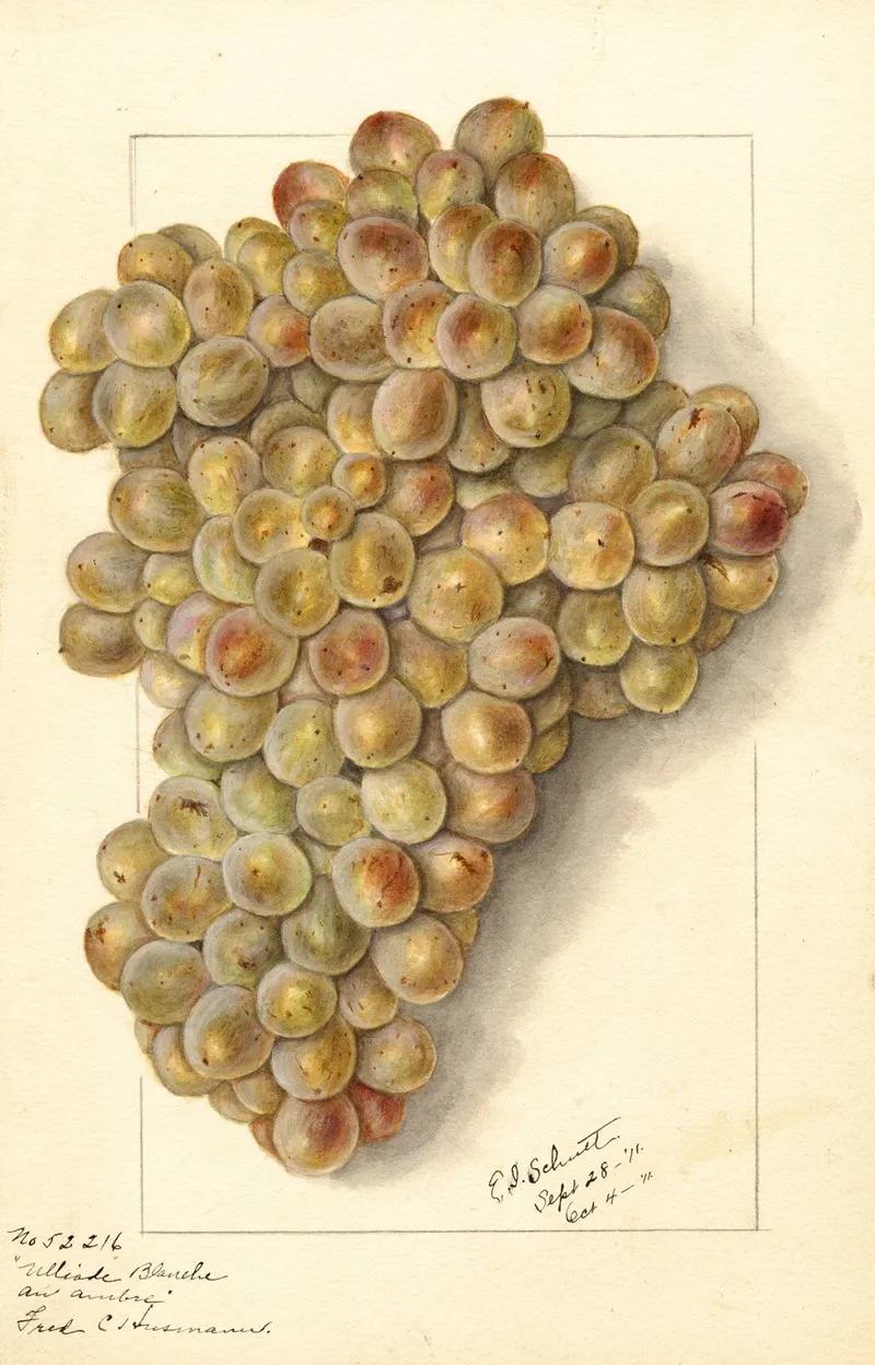 Vitis Ulliade Blanche Dambre Wall Art by Ellen Isham Schutt - High-Resolution Digital Print