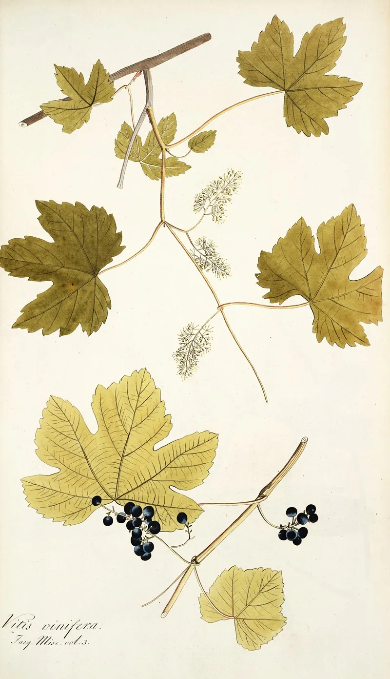 Vitis Vinifera Wall Art by Nikolaus Joseph Freiherr von Jacquin - High-Resolution Digital Print
