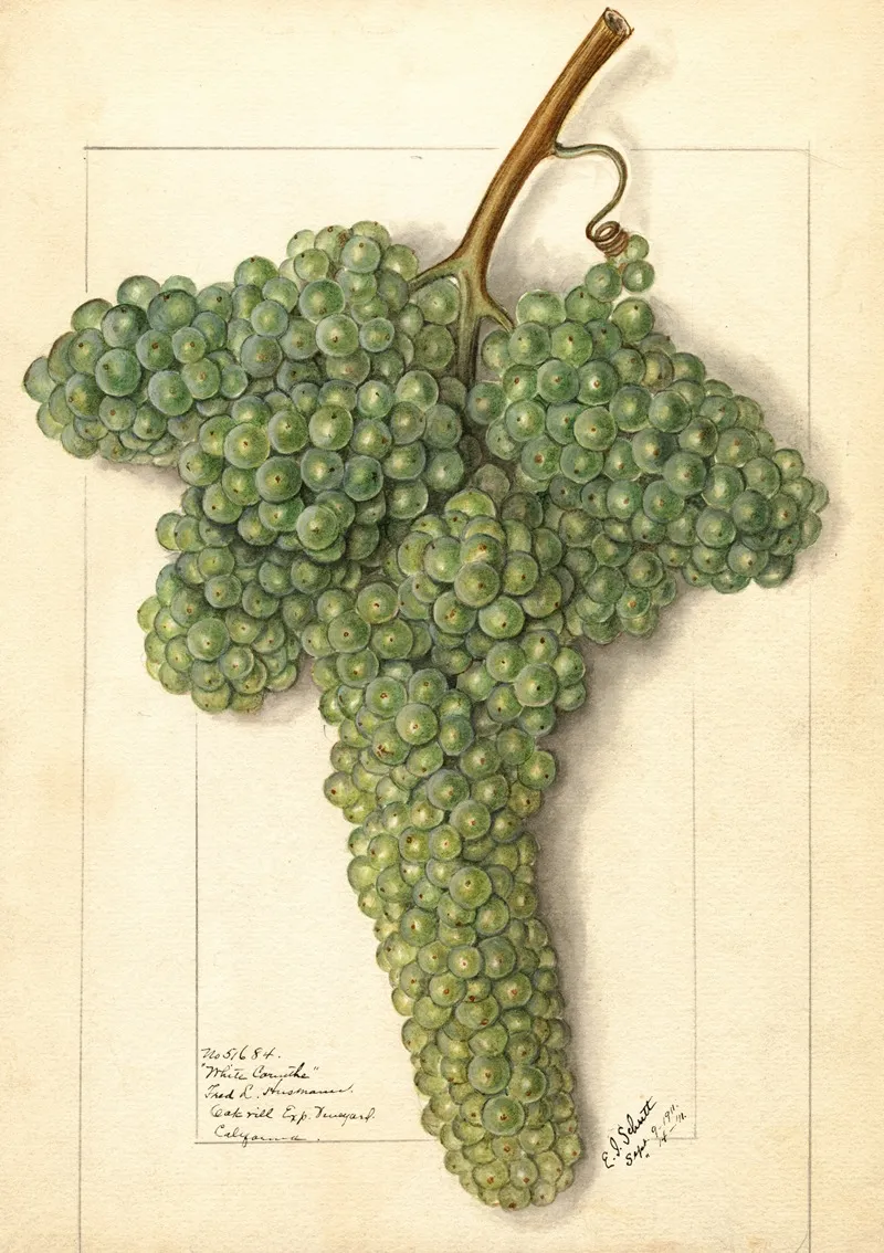 Vitis White Corinthe Wall Art by Ellen Isham Schutt - High-Resolution Digital Print
