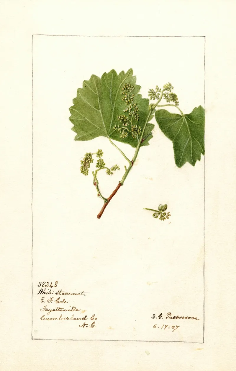 Vitis White Staminate Wall Art by Deborah Griscom Passmore - High-Resolution Digital Print