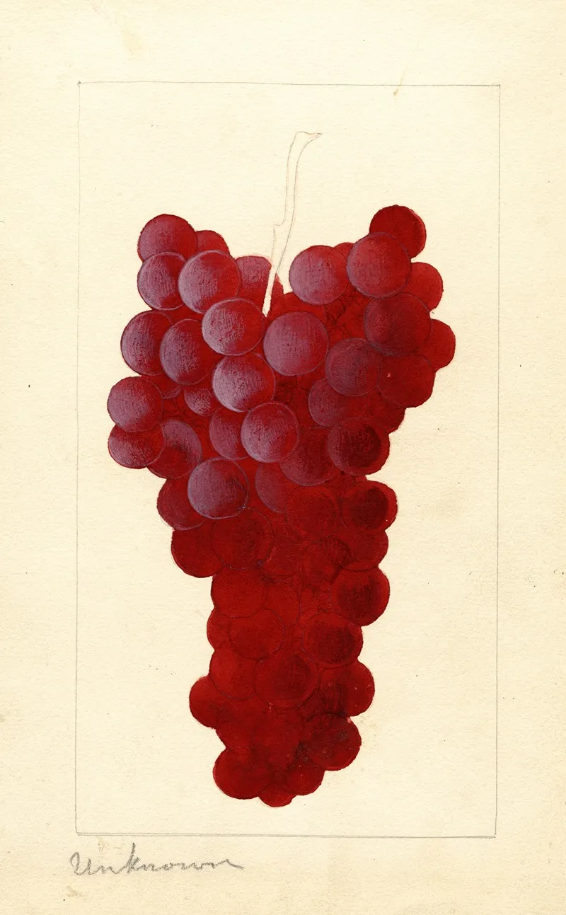 Vitis