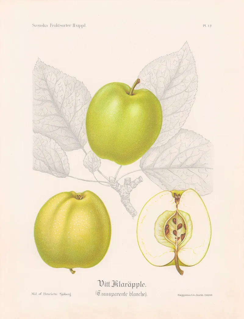 Vitt Klarapple Transparente Blanche Wall Art by Henriette Sjöberg - High-Resolution Digital Print