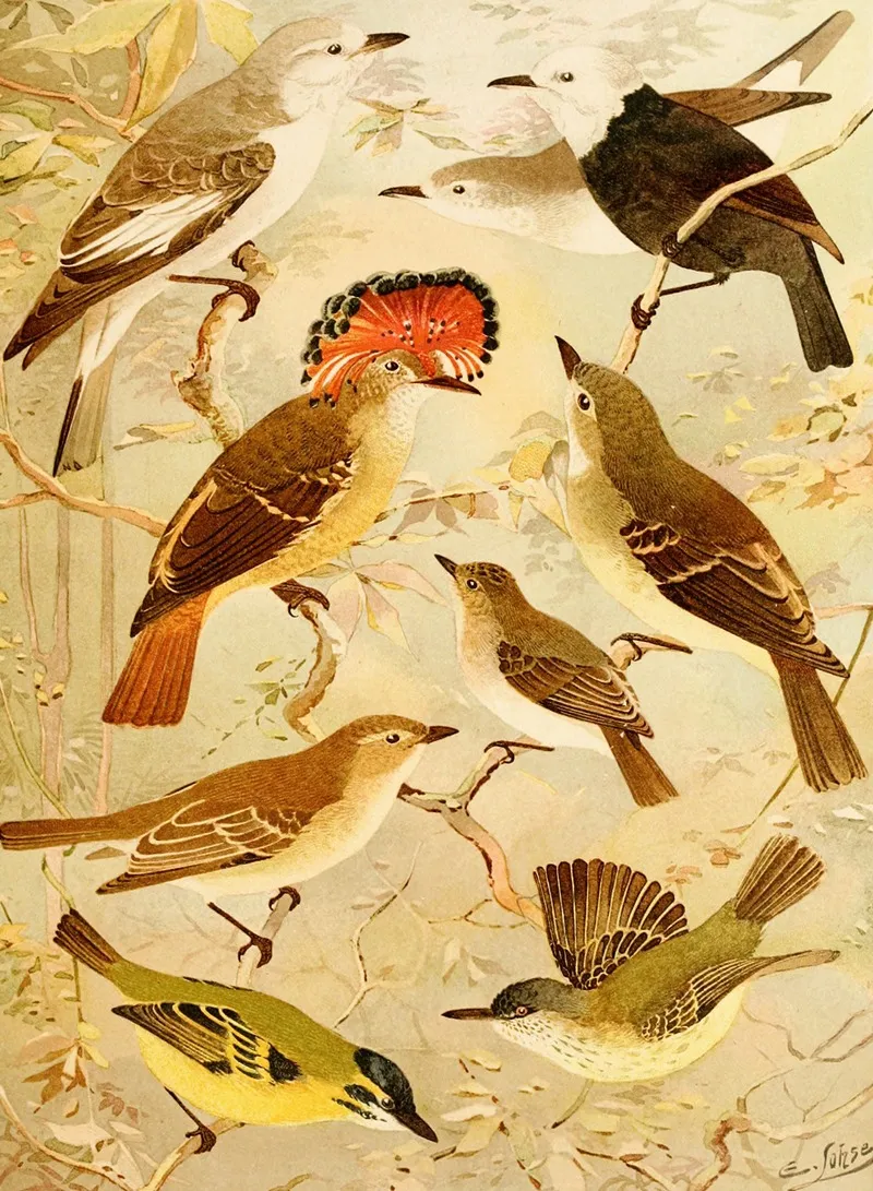 Viuvinha Lecre Ferreirinho Wall Art by Emil August Göldi - High-Resolution Digital Print