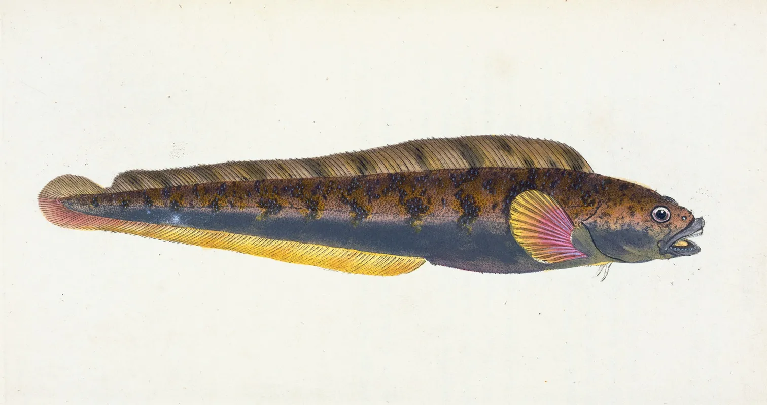 Viviparous Blenny Blennius Viviparous Wall Art by Edward Donovan - High-Resolution Digital Print