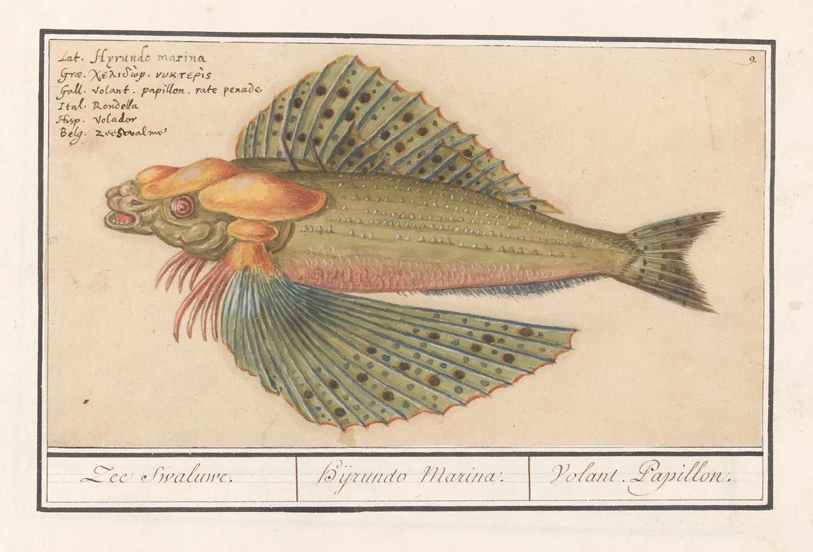 Vliegende Vis Exocoetidae Zee Swaluwe Hyrundo Marina Volant Papillon Wall Art by Anselmus Boëtius de Boodt - High-Resolution Digital Print