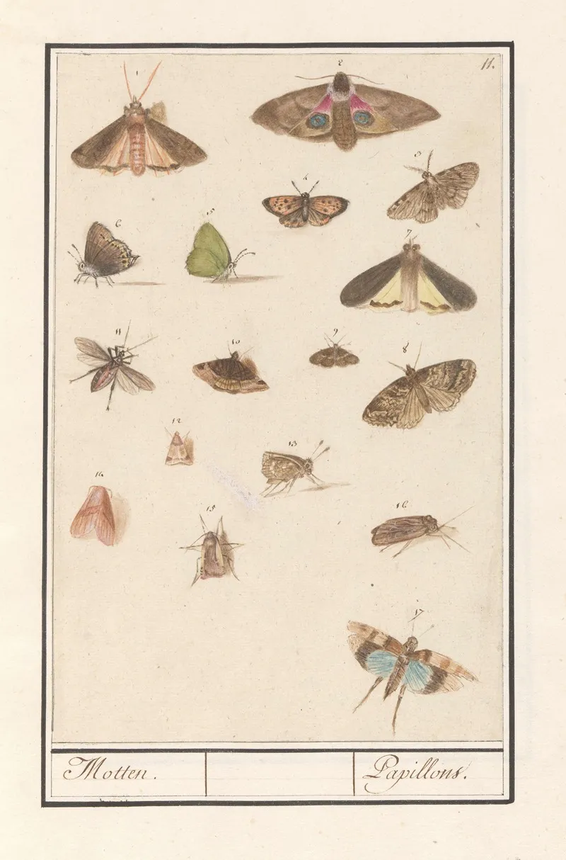 Vlinders En Motten Motten Papillons 2 Wall Art by Anselmus Boëtius de Boodt - High-Resolution Digital Print