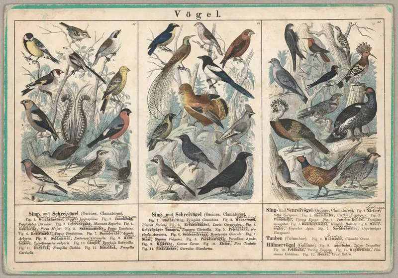 Vogel 2