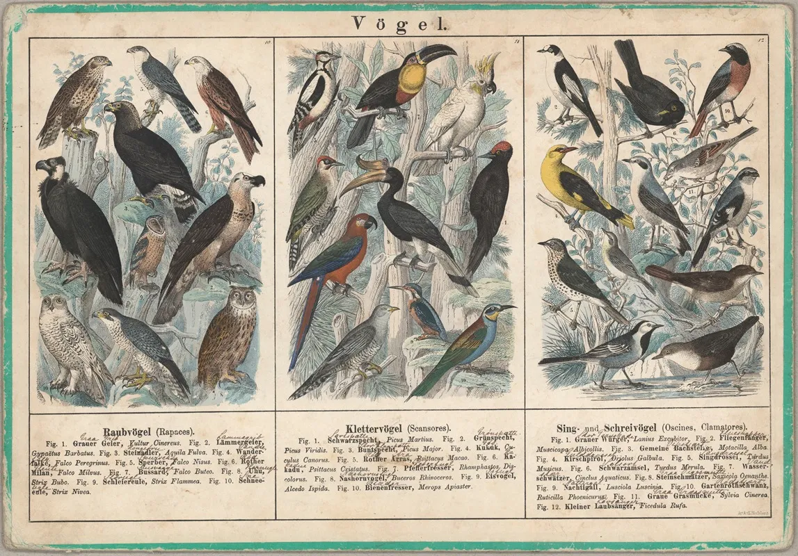 Vogel 4