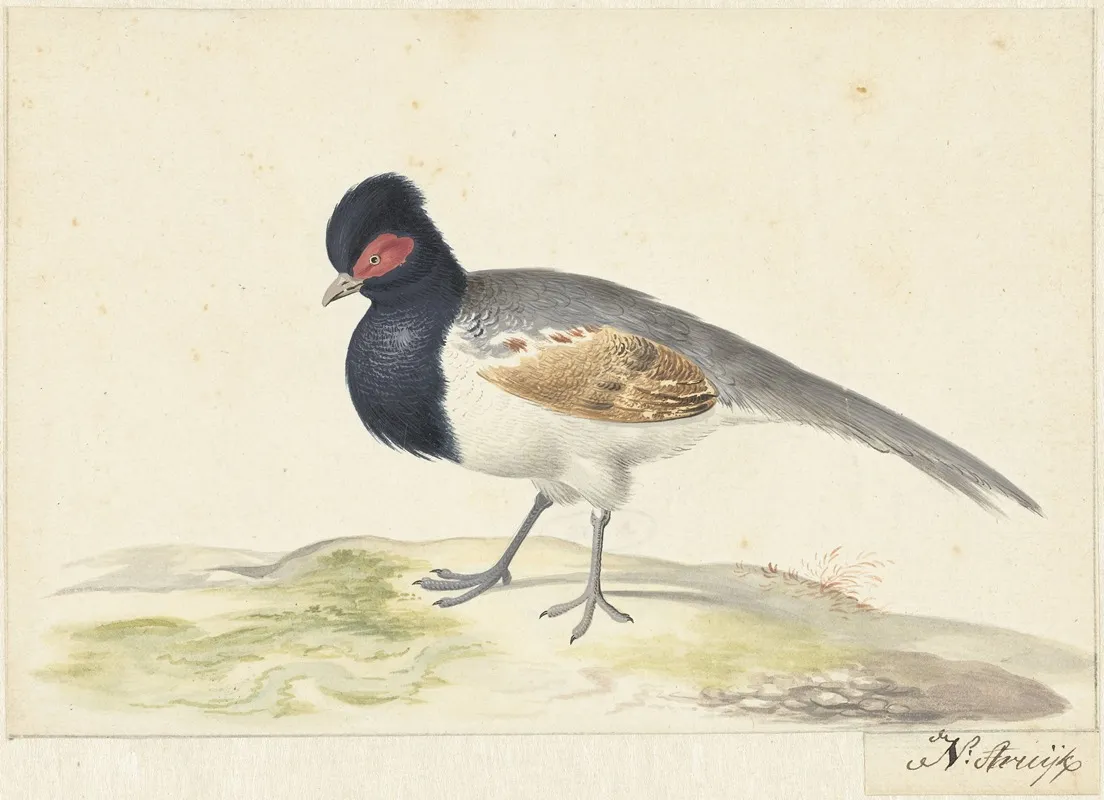 Vogel Met Grijze Staartveren Zwarte Kop Met Rode Vlek Naar Links Wall Art by Nicolaas Struyk - High-Resolution Digital Print