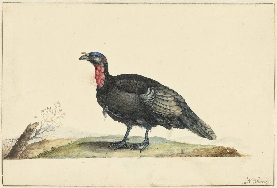 Vogel Met Zwarte Veren En Een Rode Krop Staande Naar Links Wall Art by Nicolaas Struyk - High-Resolution Digital Print