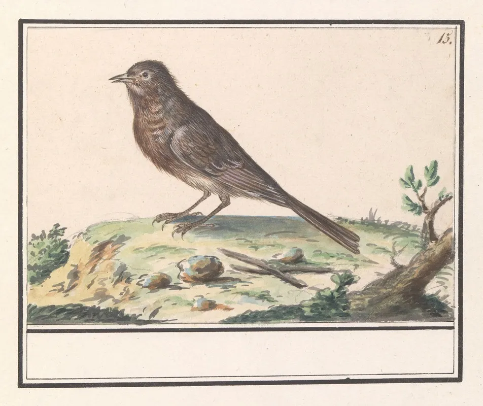 Vogel Onbekend Wall Art by Anselmus Boëtius de Boodt - High-Resolution Digital Print