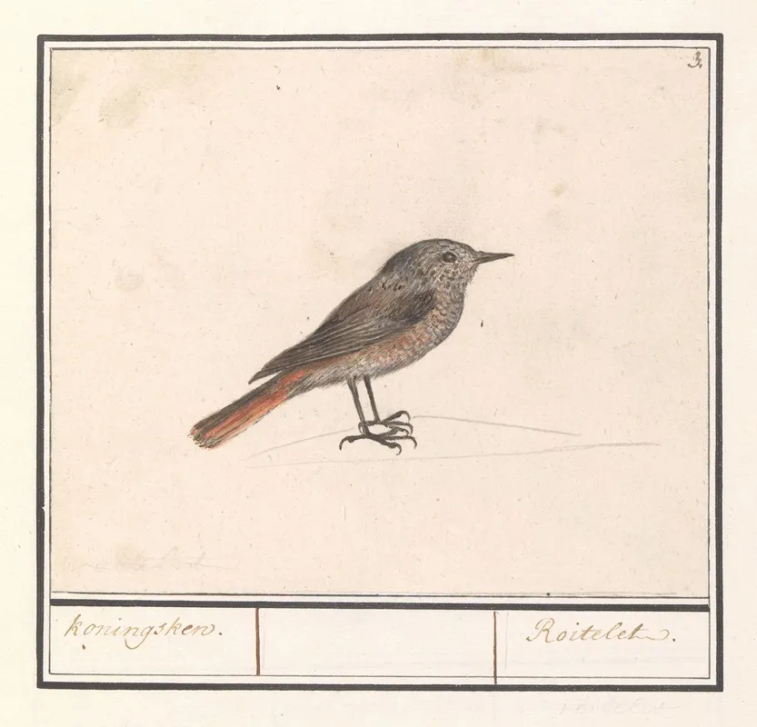 Vogeltje Mogelijk Een Winterkoninkje Troglodytes Troglodytes Wall Art by Anselmus Boëtius de Boodt - High-Resolution Digital Print