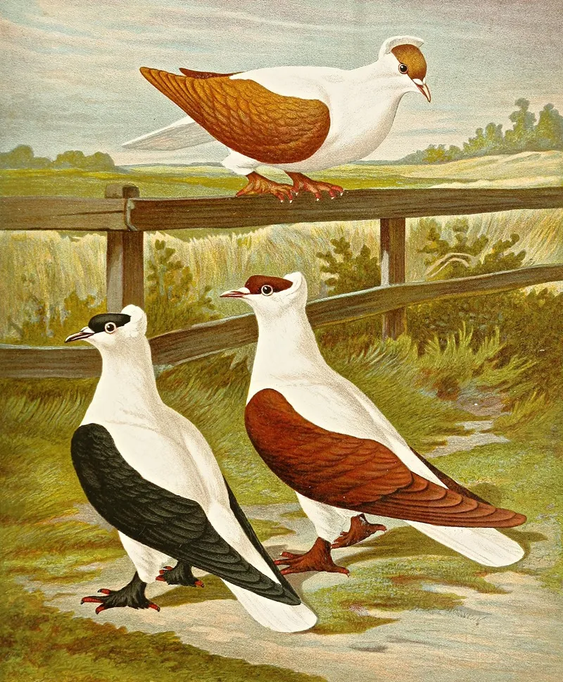 Vollplattige Oder Nurnberger Schwalbentaube Wall Art by Gustav Prütz - High-Resolution Digital Print