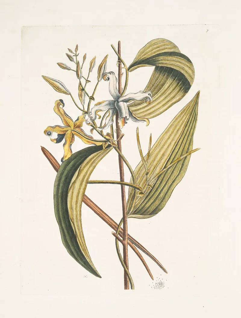 Volubilis Siliquosa Mexicana Plantagini Folio The Vanelloe Wall Art by Mark Catesby - High-Resolution Digital Print