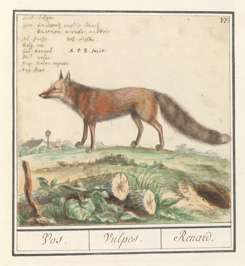 Vos Vulpes Vulpes Vos Vulpes Renard Wall Art by Anselmus Boëtius de Boodt - High-Resolution Digital Print