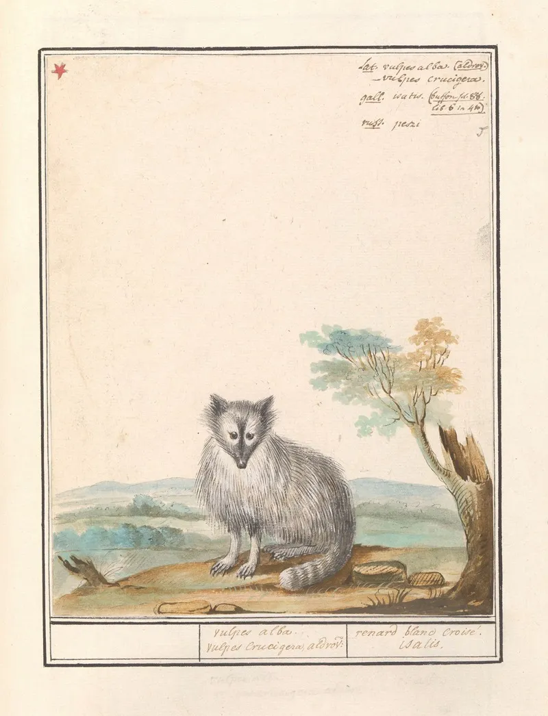 Vos Vulpes Vulpes Vulpes Alba Vulpes Crucigera Aldvov Renard Bland Croise Isalis Wall Art by Anselmus Boëtius de Boodt - High-Resolution Digital Print