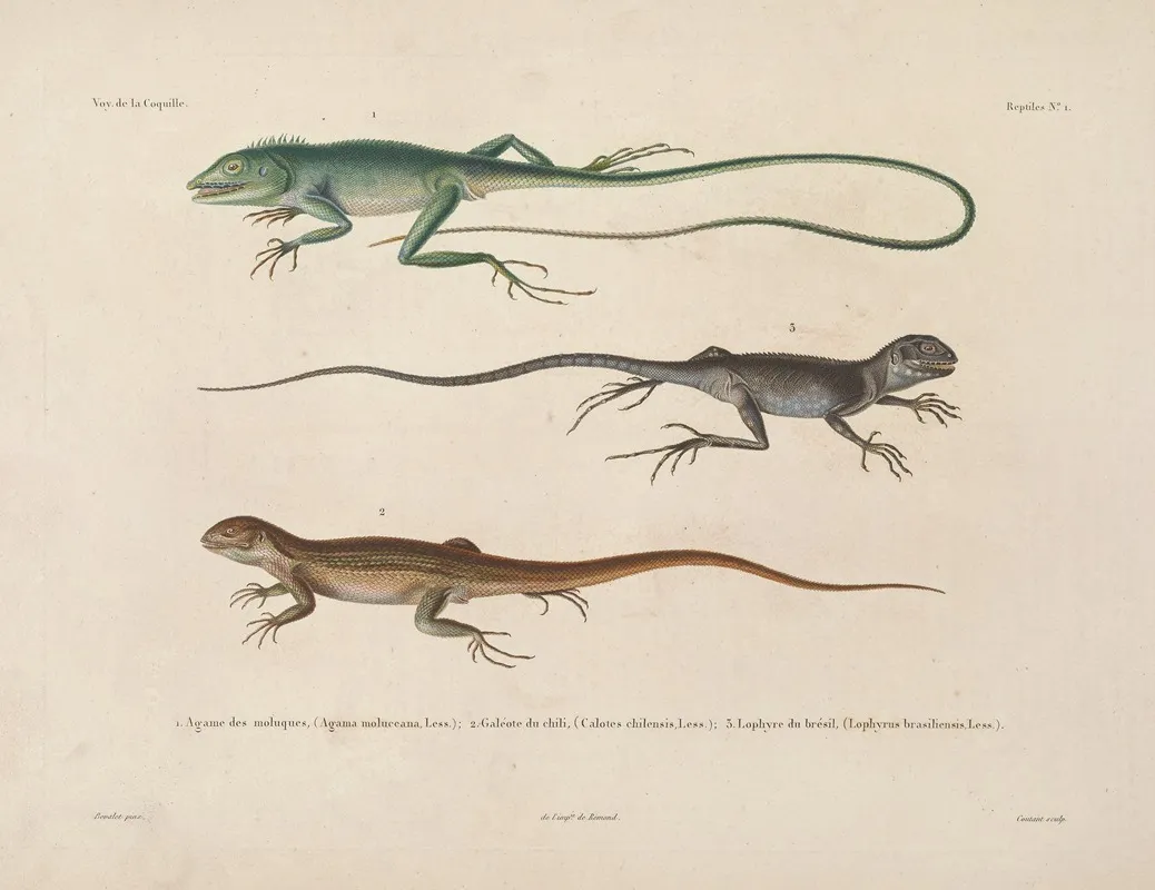 Voyage Autour Du Monde Pl 001 Wall Art by Louis-Isidore Duperrey - High-Resolution Digital Print