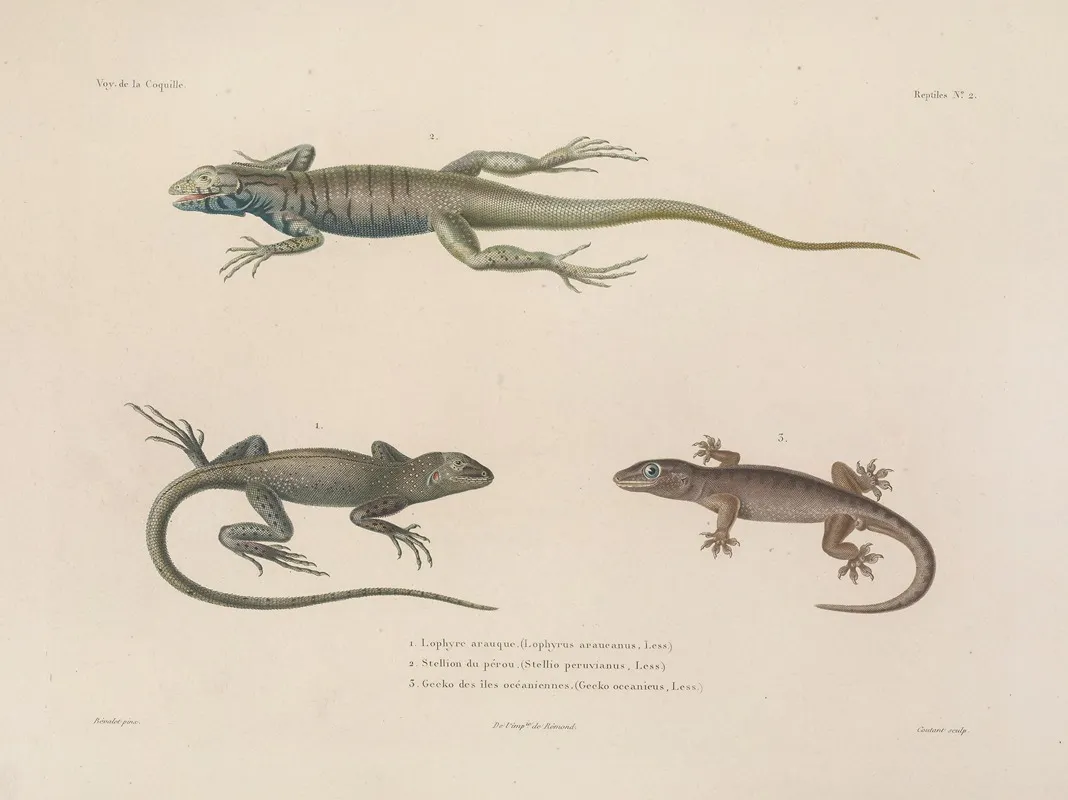 Voyage Autour Du Monde Pl 002 Wall Art by Louis-Isidore Duperrey - High-Resolution Digital Print