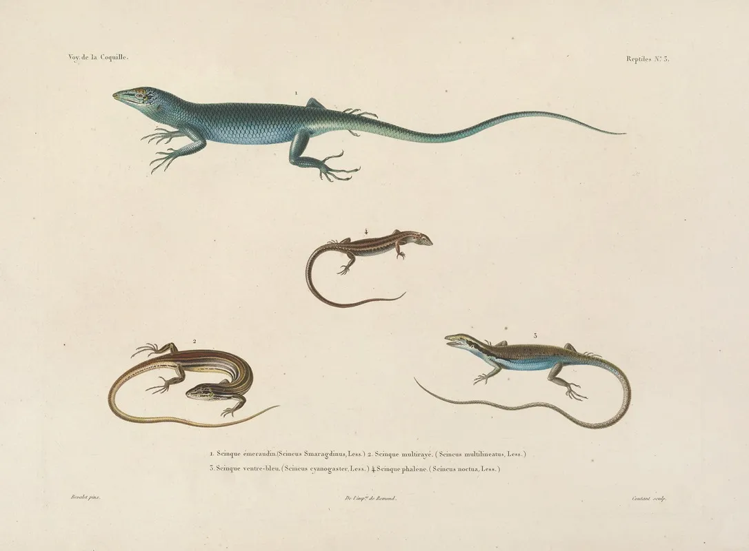 Voyage Autour Du Monde Pl 003 Wall Art by Louis-Isidore Duperrey - High-Resolution Digital Print