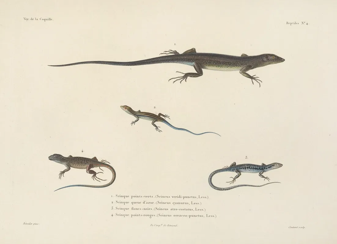 Voyage Autour Du Monde Pl 004 Wall Art by Louis-Isidore Duperrey - High-Resolution Digital Print