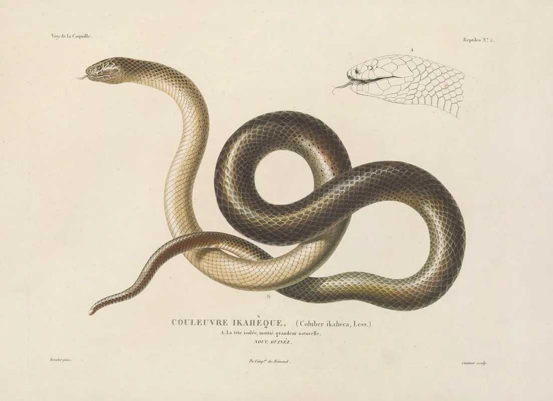 Voyage Autour Du Monde Pl 005 Wall Art by Louis-Isidore Duperrey - High-Resolution Digital Print