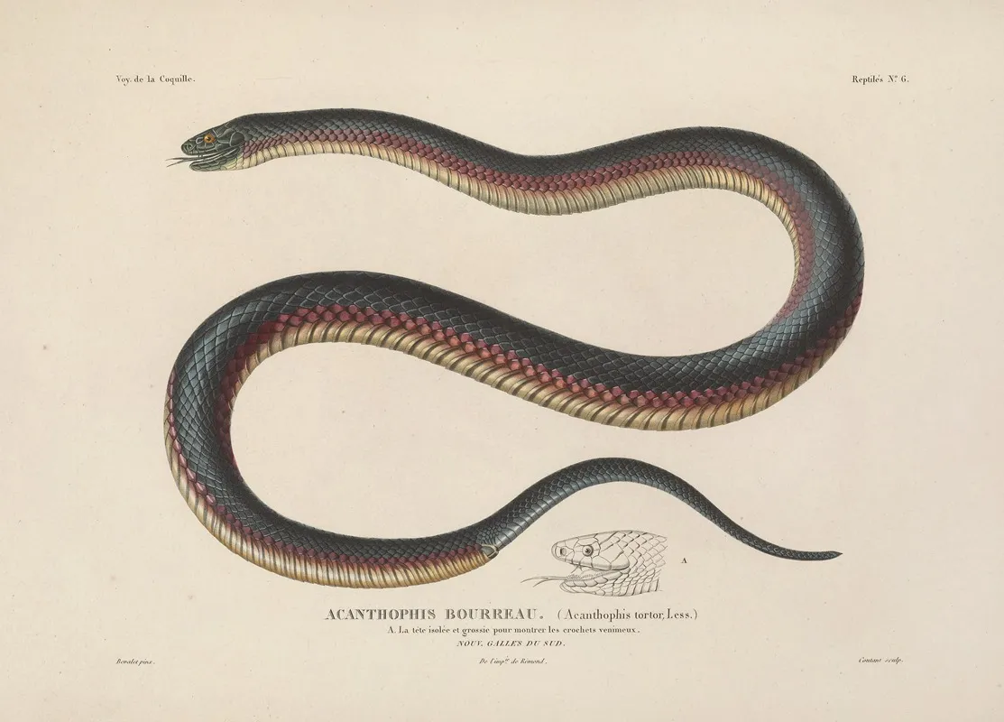 Voyage Autour Du Monde Pl 006 Wall Art by Louis-Isidore Duperrey - High-Resolution Digital Print