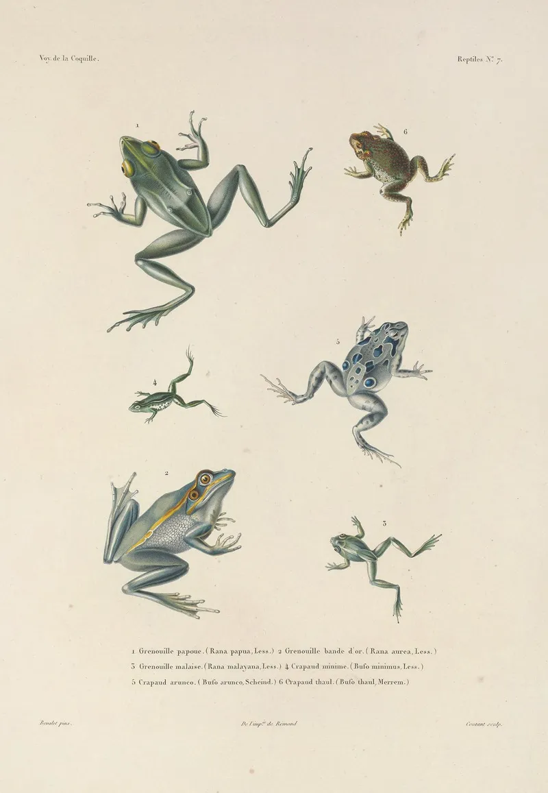 Voyage Autour Du Monde Pl 007 Wall Art by Louis-Isidore Duperrey - High-Resolution Digital Print