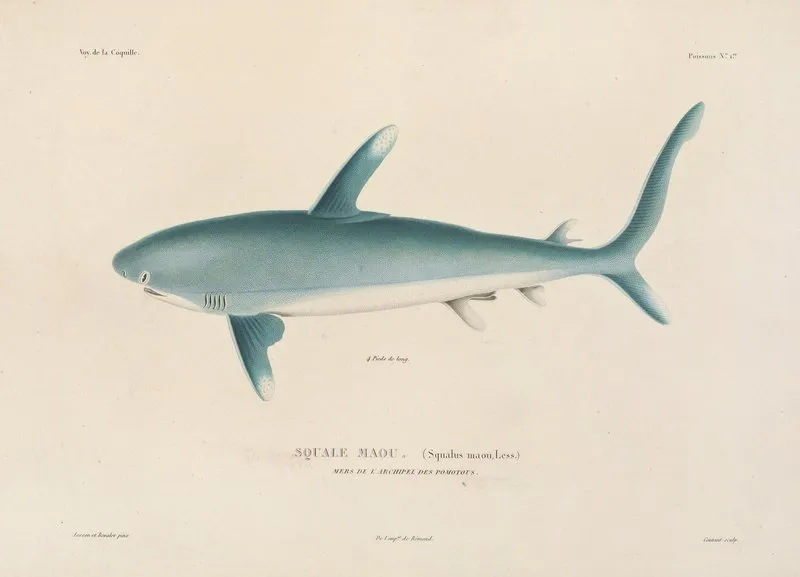 Voyage Autour Du Monde Pl 008 Wall Art by Louis-Isidore Duperrey - High-Resolution Digital Print