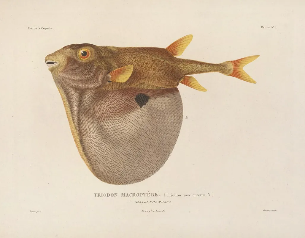 Voyage Autour Du Monde Pl 011 Wall Art by Louis-Isidore Duperrey - High-Resolution Digital Print