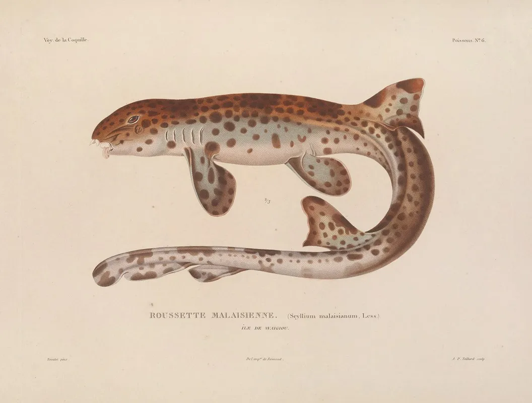 Voyage Autour Du Monde Pl 013 Wall Art by Louis-Isidore Duperrey - High-Resolution Digital Print
