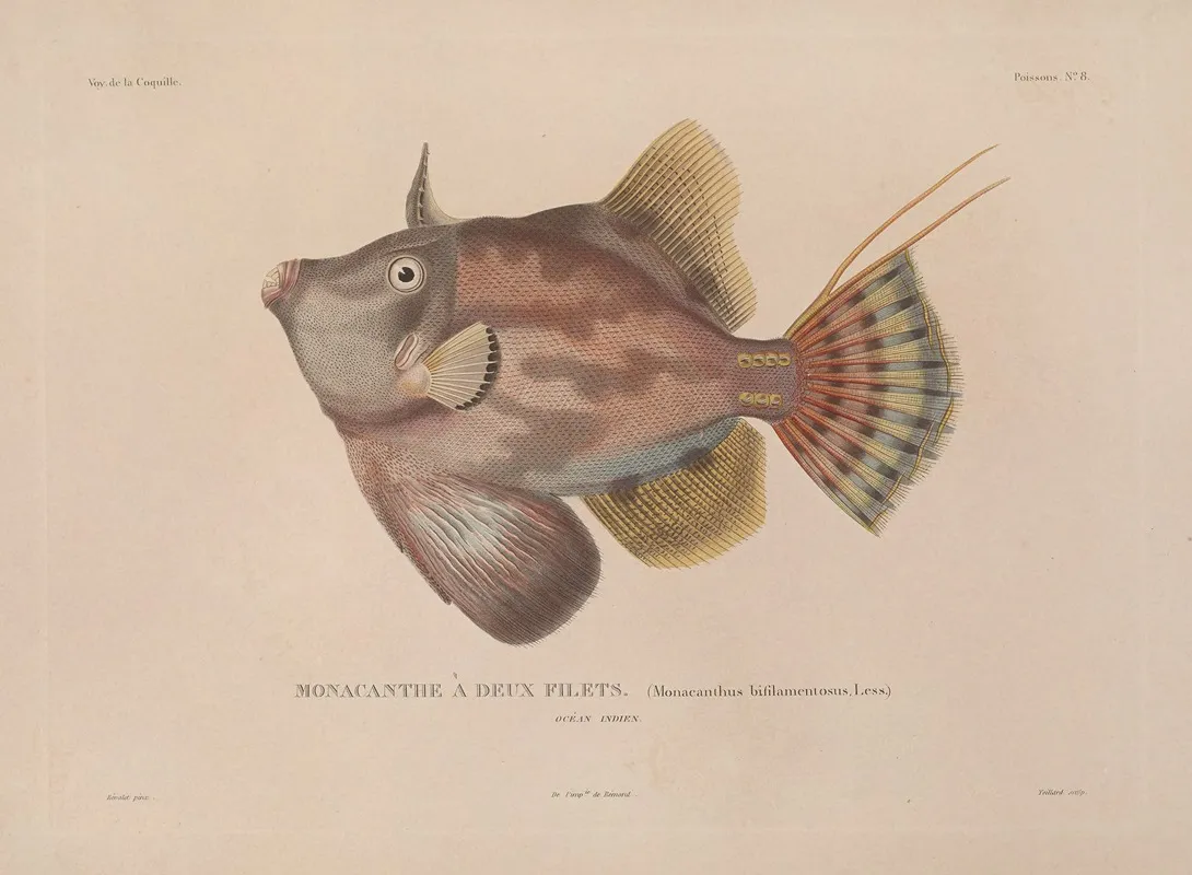 Voyage Autour Du Monde Pl 015 Wall Art by Louis-Isidore Duperrey - High-Resolution Digital Print