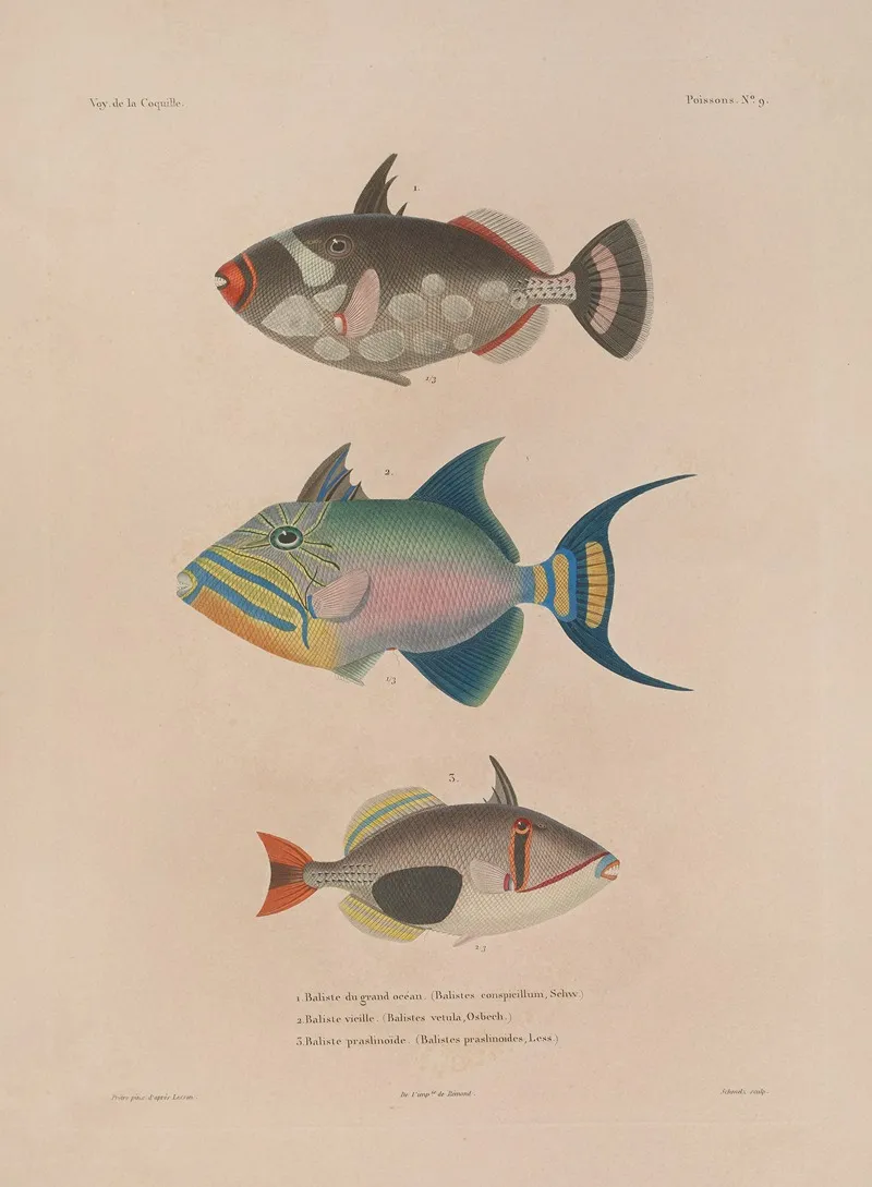 Voyage Autour Du Monde Pl 016 Wall Art by Louis-Isidore Duperrey - High-Resolution Digital Print