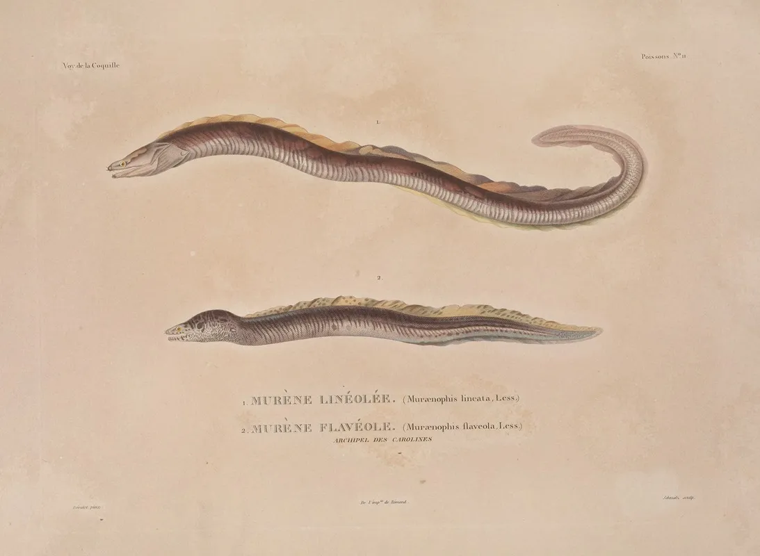 Voyage Autour Du Monde Pl 018 Wall Art by Louis-Isidore Duperrey - High-Resolution Digital Print