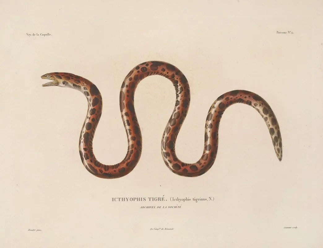 Voyage Autour Du Monde Pl 019 Wall Art by Louis-Isidore Duperrey - High-Resolution Digital Print