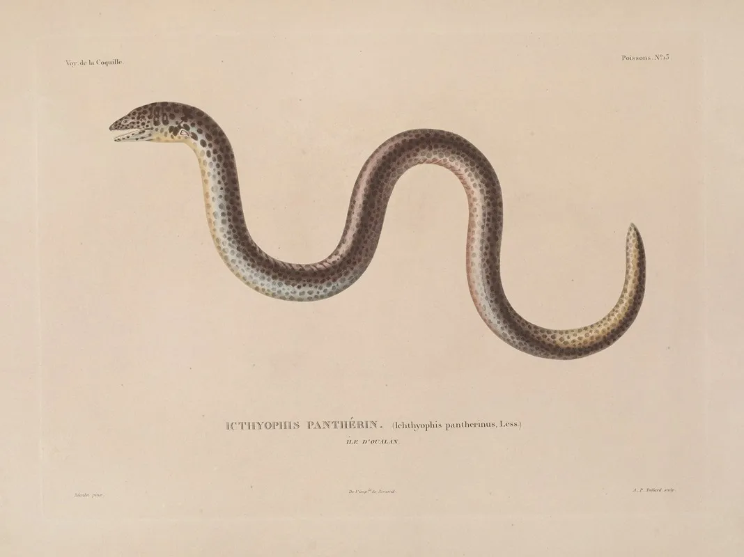 Voyage Autour Du Monde Pl 020 Wall Art by Louis-Isidore Duperrey - High-Resolution Digital Print