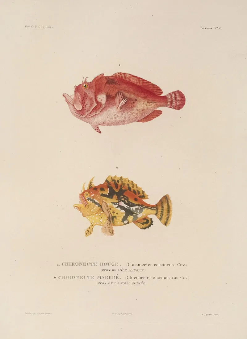 Voyage Autour Du Monde Pl 023 Wall Art by Louis-Isidore Duperrey - High-Resolution Digital Print