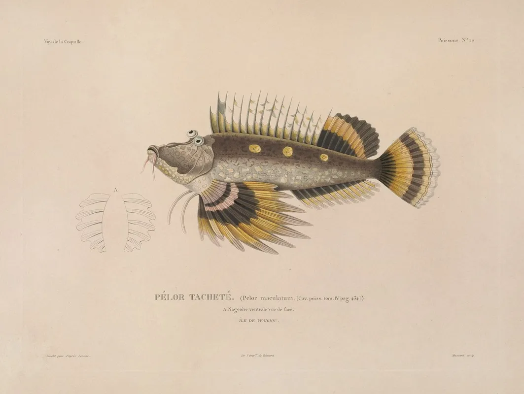 Voyage Autour Du Monde Pl 027 Wall Art by Louis-Isidore Duperrey - High-Resolution Digital Print