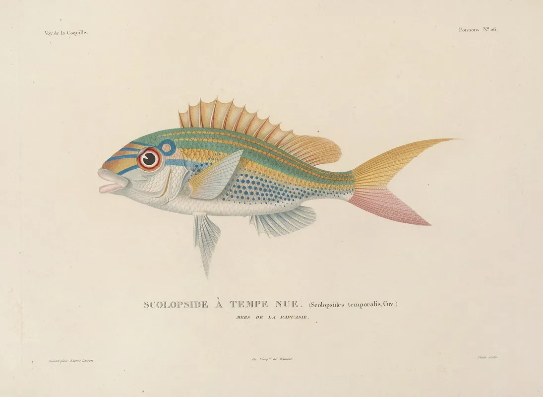 Voyage Autour Du Monde Pl 033 Wall Art by Louis-Isidore Duperrey - High-Resolution Digital Print