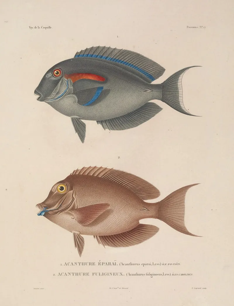 Voyage Autour Du Monde Pl 034 Wall Art by Louis-Isidore Duperrey - High-Resolution Digital Print