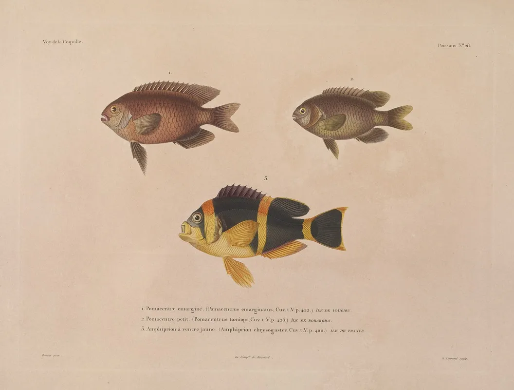 Voyage Autour Du Monde Pl 035 Wall Art by Louis-Isidore Duperrey - High-Resolution Digital Print