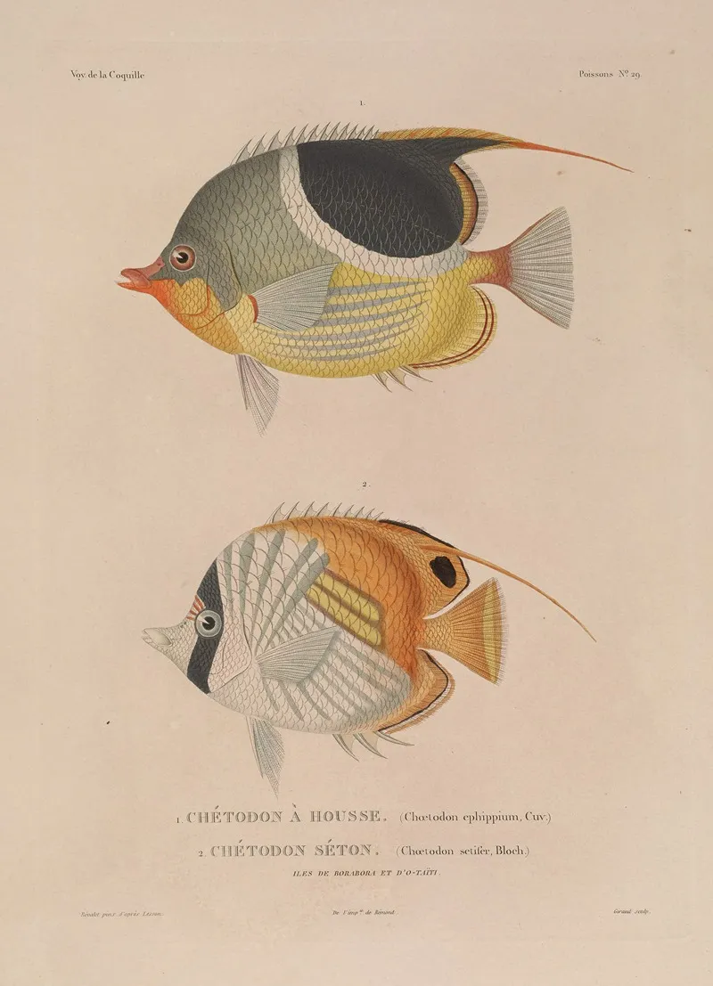 Voyage Autour Du Monde Pl 036 Wall Art by Louis-Isidore Duperrey - High-Resolution Digital Print