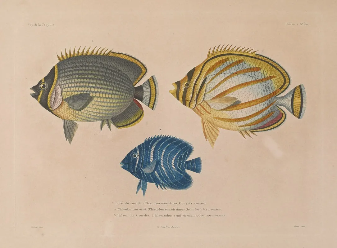 Voyage Autour Du Monde Pl 037 Wall Art by Louis-Isidore Duperrey - High-Resolution Digital Print