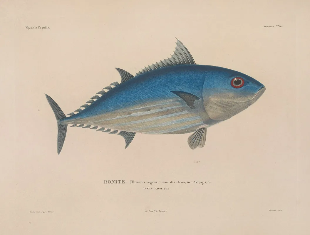Voyage Autour Du Monde Pl 039 Wall Art by Louis-Isidore Duperrey - High-Resolution Digital Print