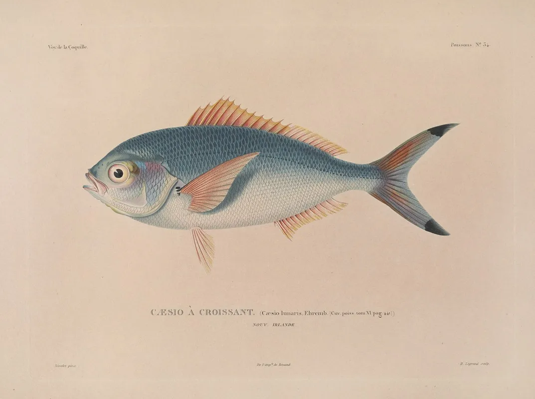 Voyage Autour Du Monde Pl 041 Wall Art by Louis-Isidore Duperrey - High-Resolution Digital Print