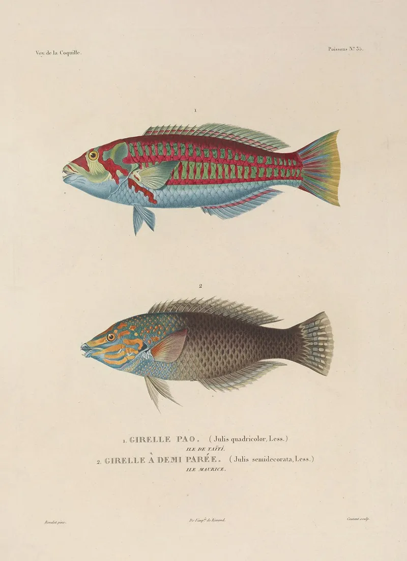 Voyage Autour Du Monde Pl 042 Wall Art by Louis-Isidore Duperrey - High-Resolution Digital Print