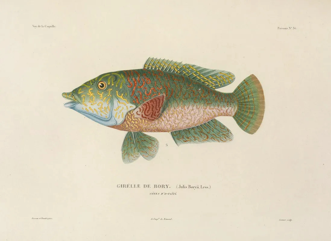Voyage Autour Du Monde Pl 043 Wall Art by Louis-Isidore Duperrey - High-Resolution Digital Print